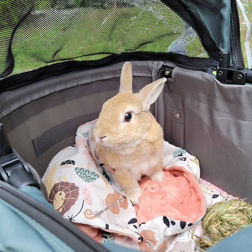 沛德奧-寵物推車-兔子