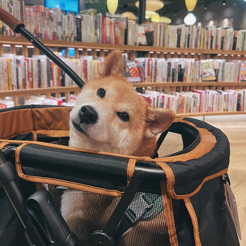 沛德奧寵物推車_柴犬推車_探險者號